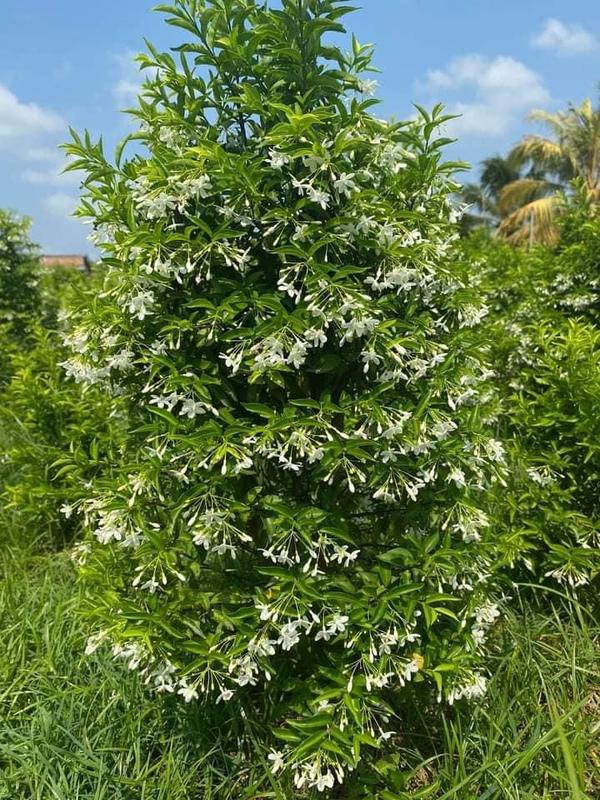 Combo 4 Cây Mai Chiếu Thuỷ Cao 35-40cm Đk Tán 25-30cm Hoa Trắng Tinh Khiết Hoa Thơm Sai Hoa Hoa Quanh Năm Trồng Cảnh Quan Bon Sai hạt giống cay trong tuyến cây  giống giống  hoa giống  hoa cỏ  gừng giống  dừa giống  dưa cây  giống