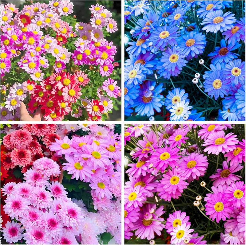 100pcs Pyrethrum Seeds for Planting -Pyrethrum Flower Seeds -Tanacetum ...