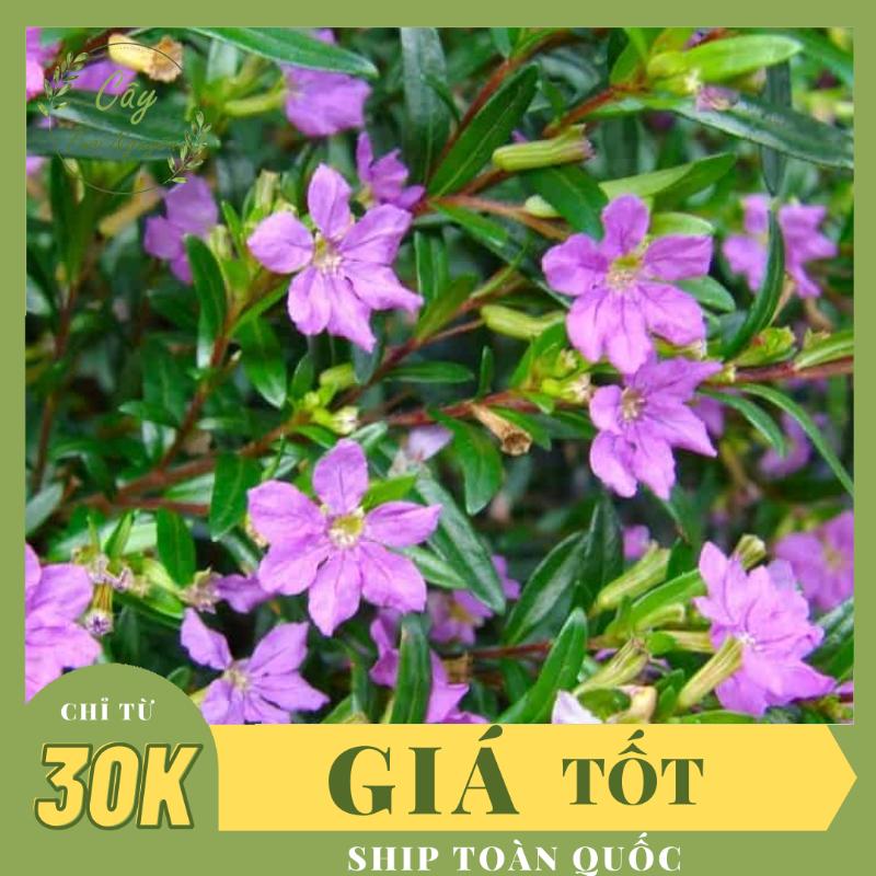 CÂY HOA CẨM TÚ MAI ,(cao 20cm), Hoa giống, hoa cảnh sân vườn, hoa ban công, dễ trồng, GIÁ RẺ, nở quanh năm, Cây Tươi Nguyên.