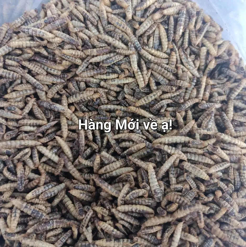 Sâu canxi sấy phồng cho vật nuôi 5kg