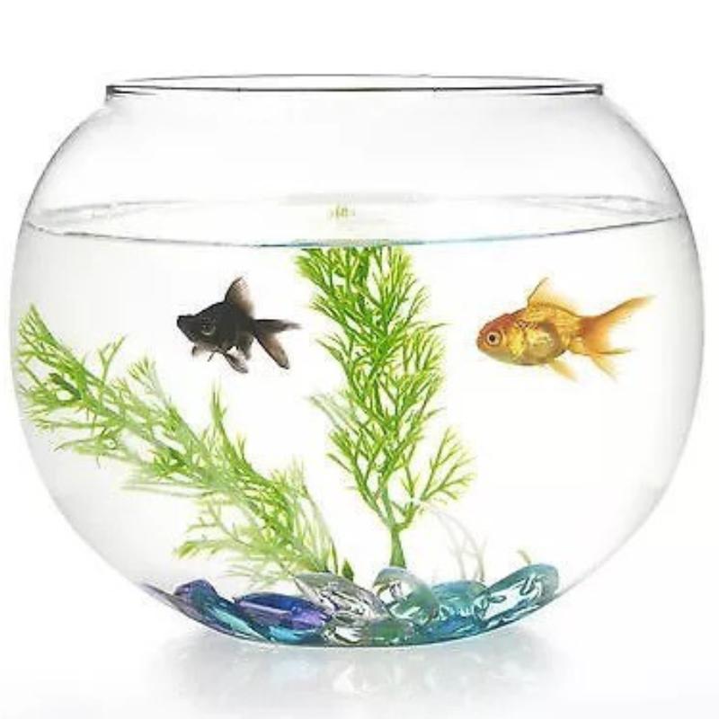 Bể cá thủy tinh size khổng lồ 23cm x 30cm hồ tròn thuỷ sinh, max fish tank tròn miệng tròn, chậu trồng cây