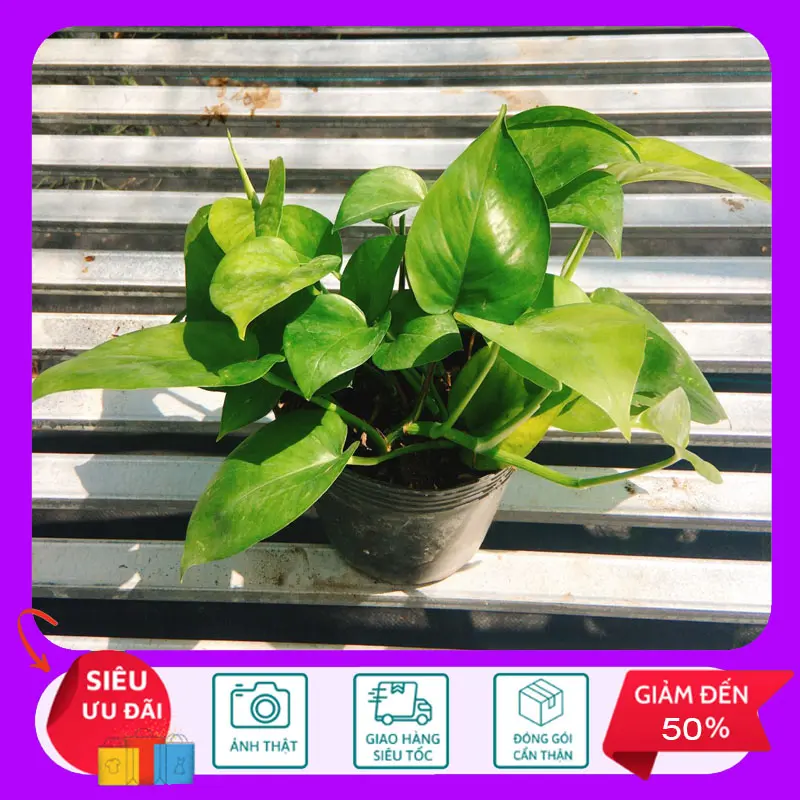 Cây Trầu Bà Xanh - Cây Cảnh Trang Trí - HKNG