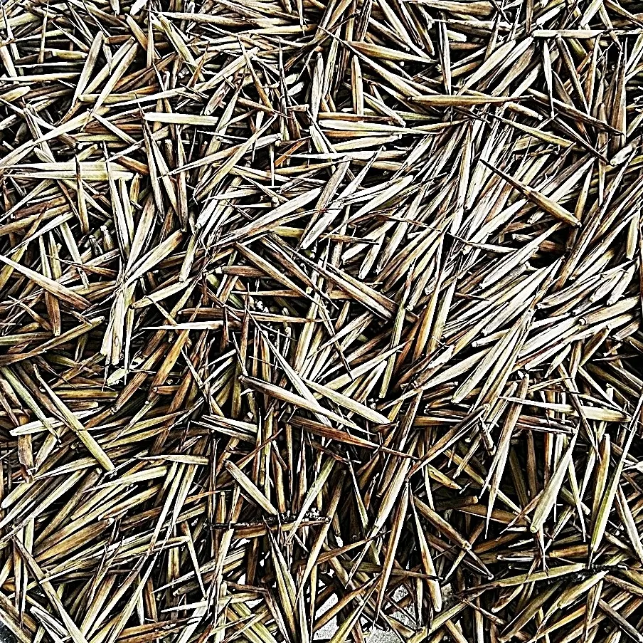 1,000 เมล็ด เมล็ดไผ่Moso ไผ่โมโซ ไผ่ลำเดี่ยว ไผ่ bamboo พืชเศรษฐกิจ