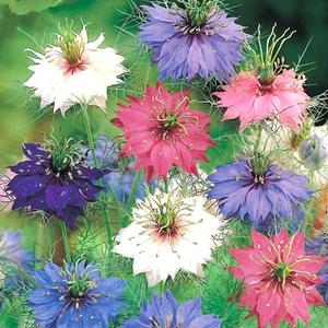 100 Granos,Semillas de Nigella Sativa,Semillas Aromáticas,Fácil de Cultivar,Cultivo en Hogar,Decoración de Jardín,Decoración de Balcón,Jardines Pequeños,Balcones y Patios