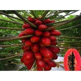 #Hạt_giống_đu_đủ vỏ đỏ lùn siêu trái 2 hạt