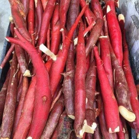 1kg sâm cau đỏ rừng tây bắc tự nhiên 2
