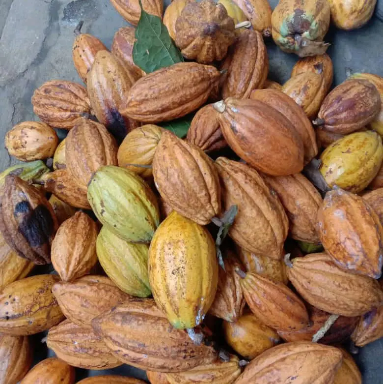 coklat atau kakao 1kg