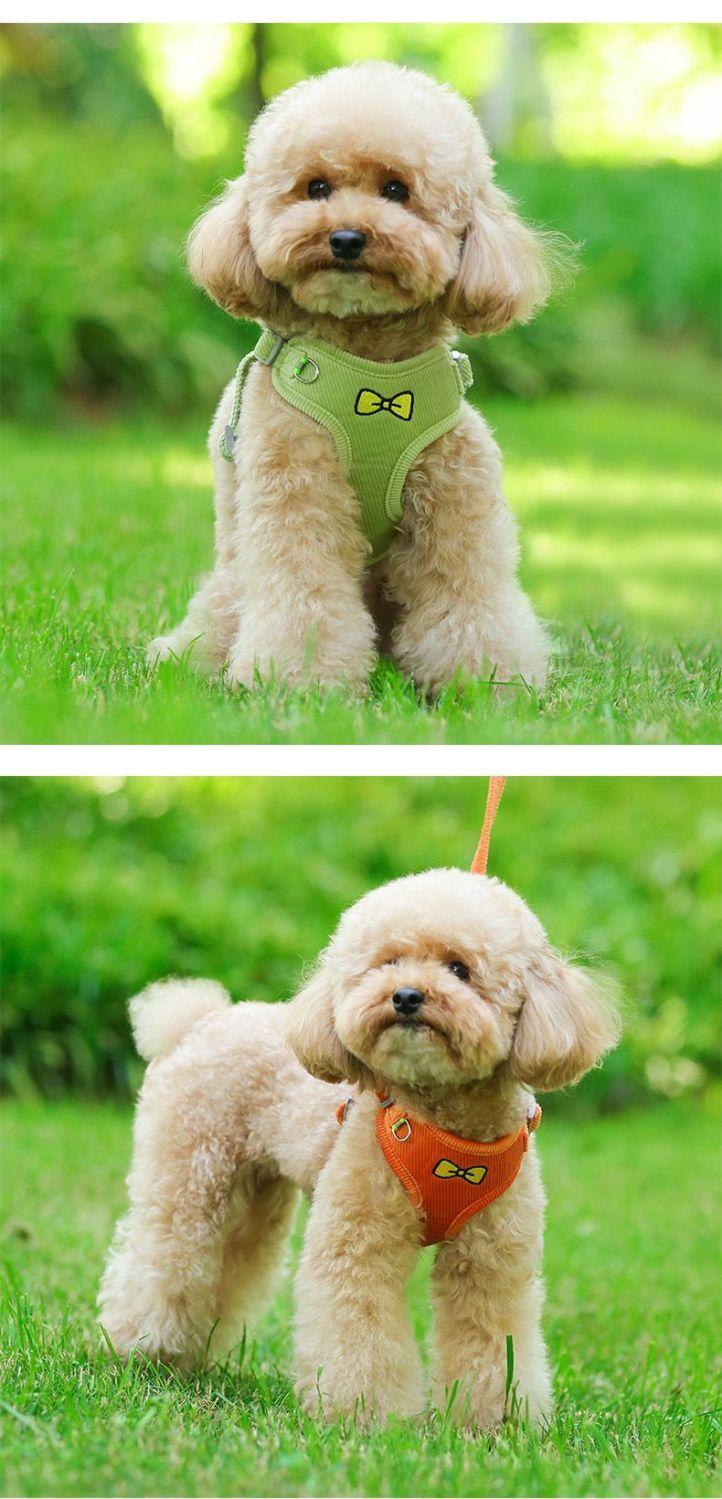 Product Introduction of Pet Dog Cat Pulling Rope Small Teddy Vest Retractable Collar Reflective Chest Strap Walking Dog Cat Rope 13