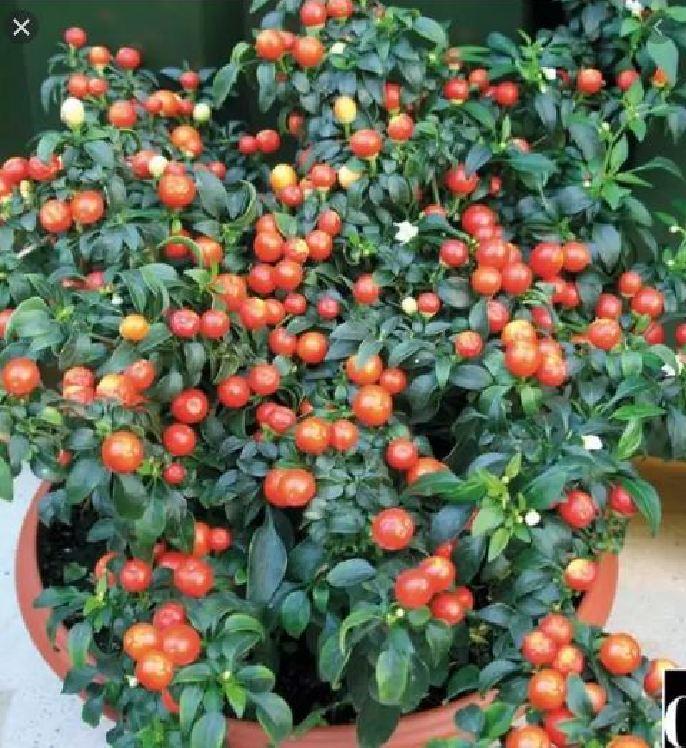  Hạt giống ớt kiểng quả tròn 30 hạtgói 