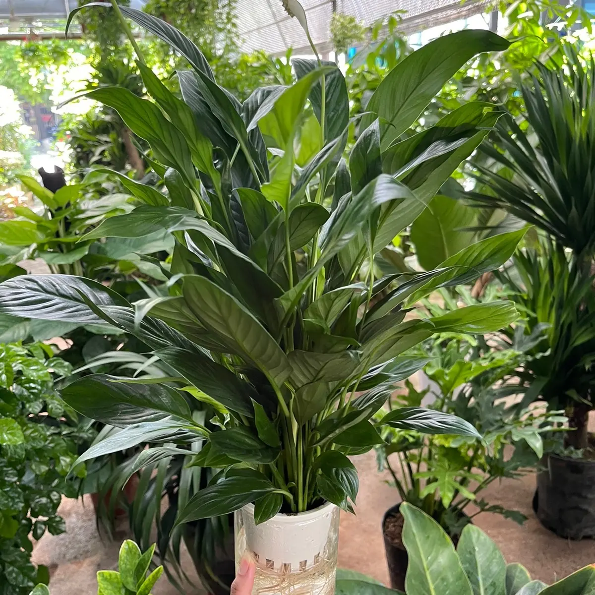 ￼Cây lan ý  thuỷ sinh siêu hoa cây hoa cảnh để bàn nội thất, giúp thanh lọc không khí và mang lại tài lộc