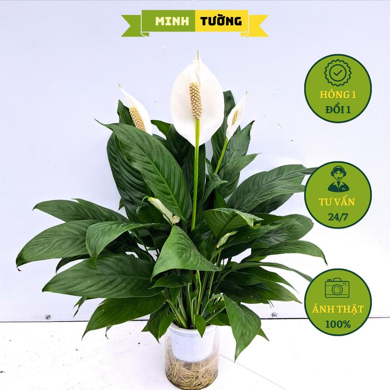  Cây Lan Ý Thủy Sinh - Cây Lan Như Ý Thủy Sinh - Cây Phong Thủy Để Bàn 