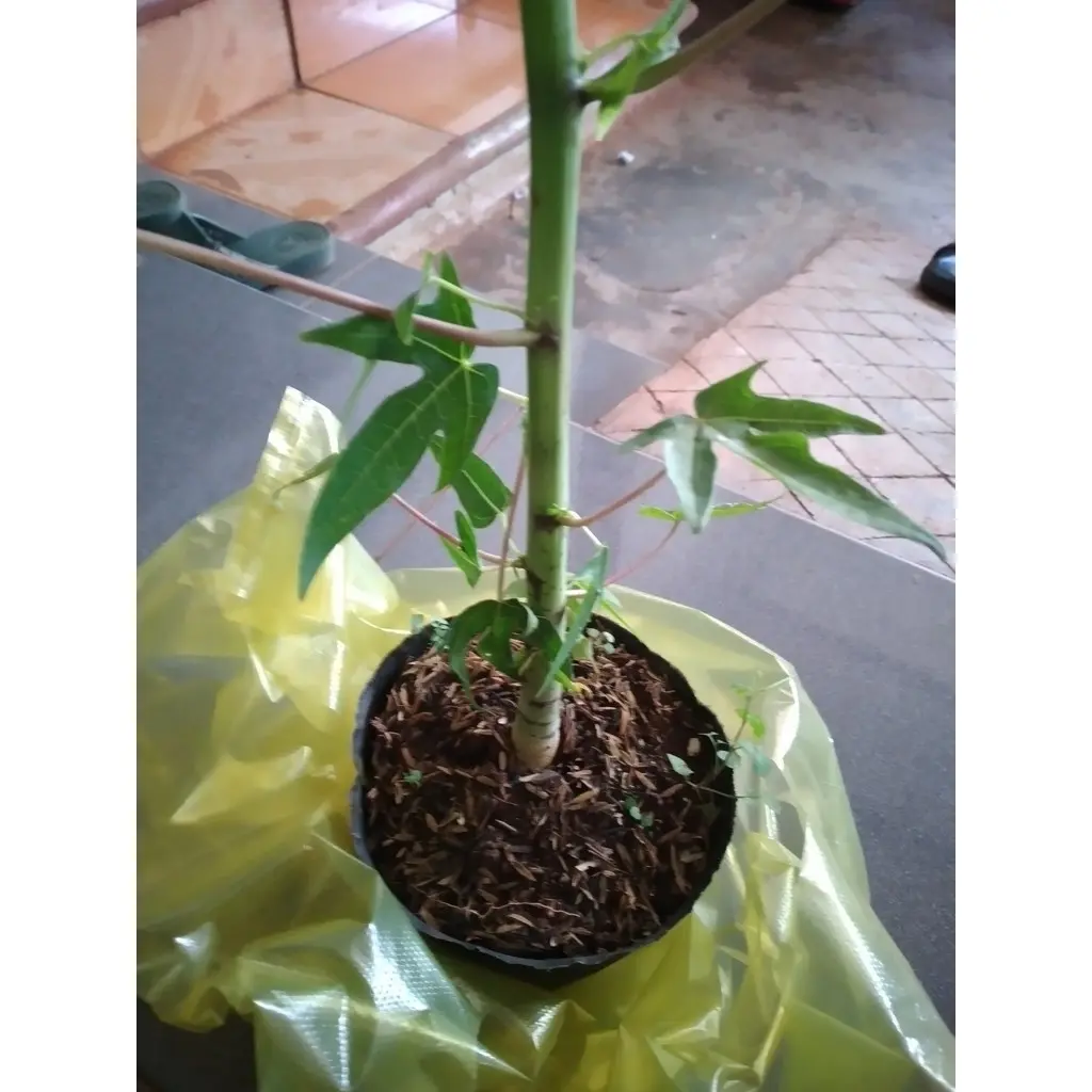 Cây giống Đu Đủ Lùn ruột Đỏ Đài Loan CHO QUẢ TO loại quả tròn KHỔNG LỒ NẶNG 4-5KG. "