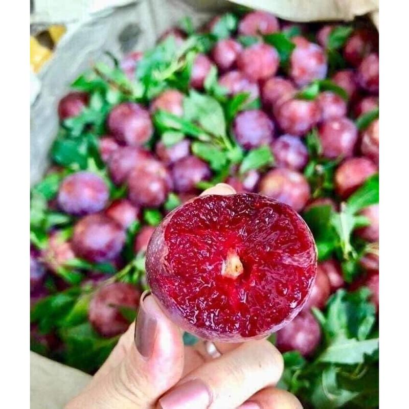 Cây giống Mận Hậu bầu rễ ổn định cao 30-40cm chuẩn giống