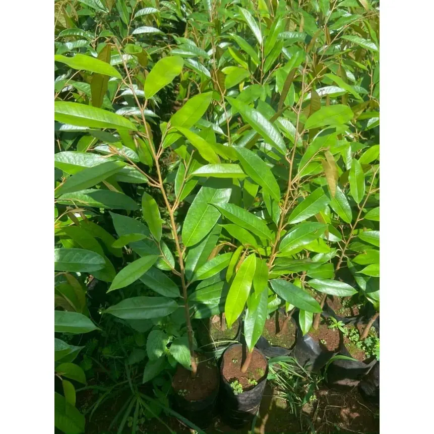 Cây Giống Sầu Riêng Thái (Cho Trái Sớm 4 NĂM THU HOẠCH) ( cây siêu sớm có bảo hành)
