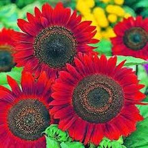 GirasolMoradoSemillas50GranosSímbolodeAmoryOriginalidadFácildeCultivarResistentealCalorDecoracióndeJardínIdealparaAmantesdelaJardinería