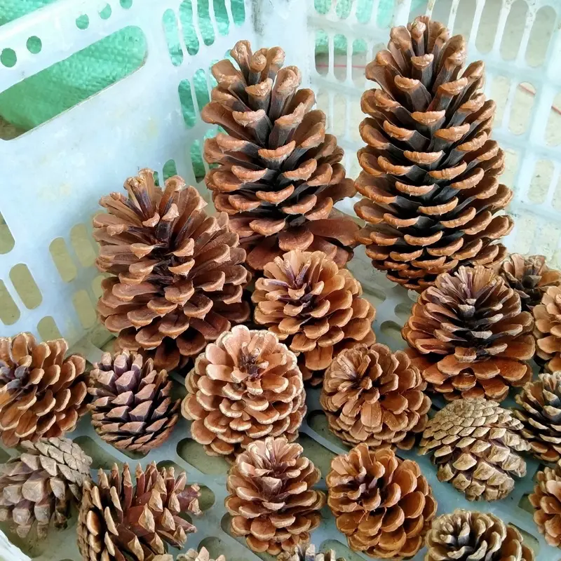 Quả thông khô trang trí nhà cửa