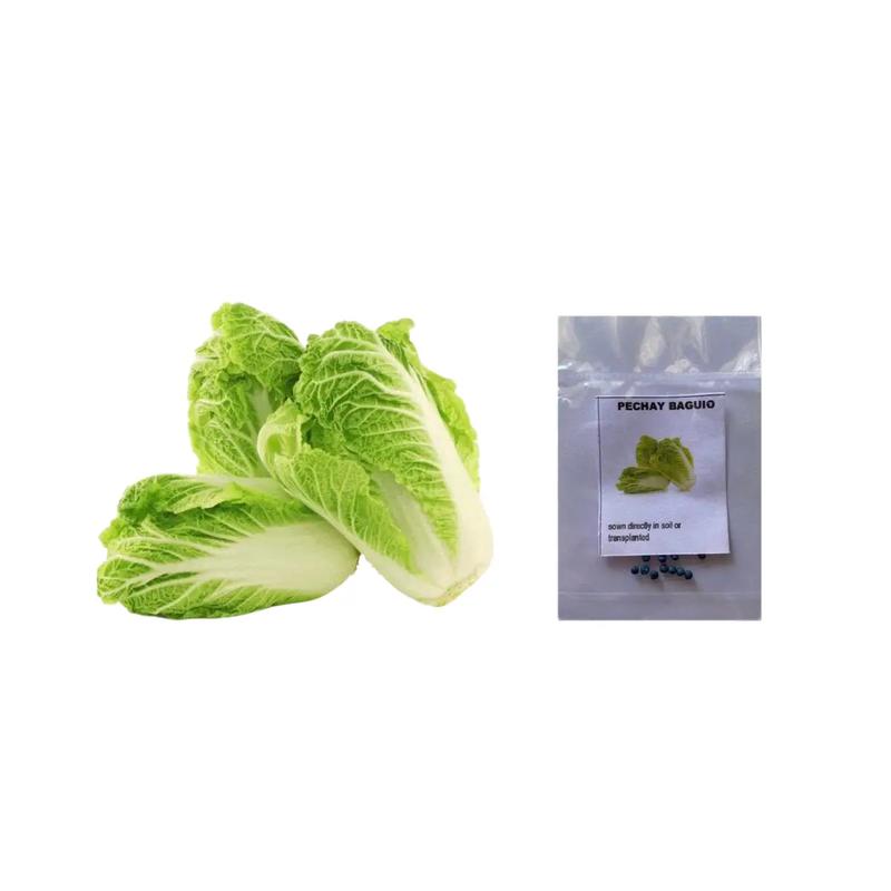 Pechay Baguio (10seeds) - good for small space - TikTok Shop Philippines