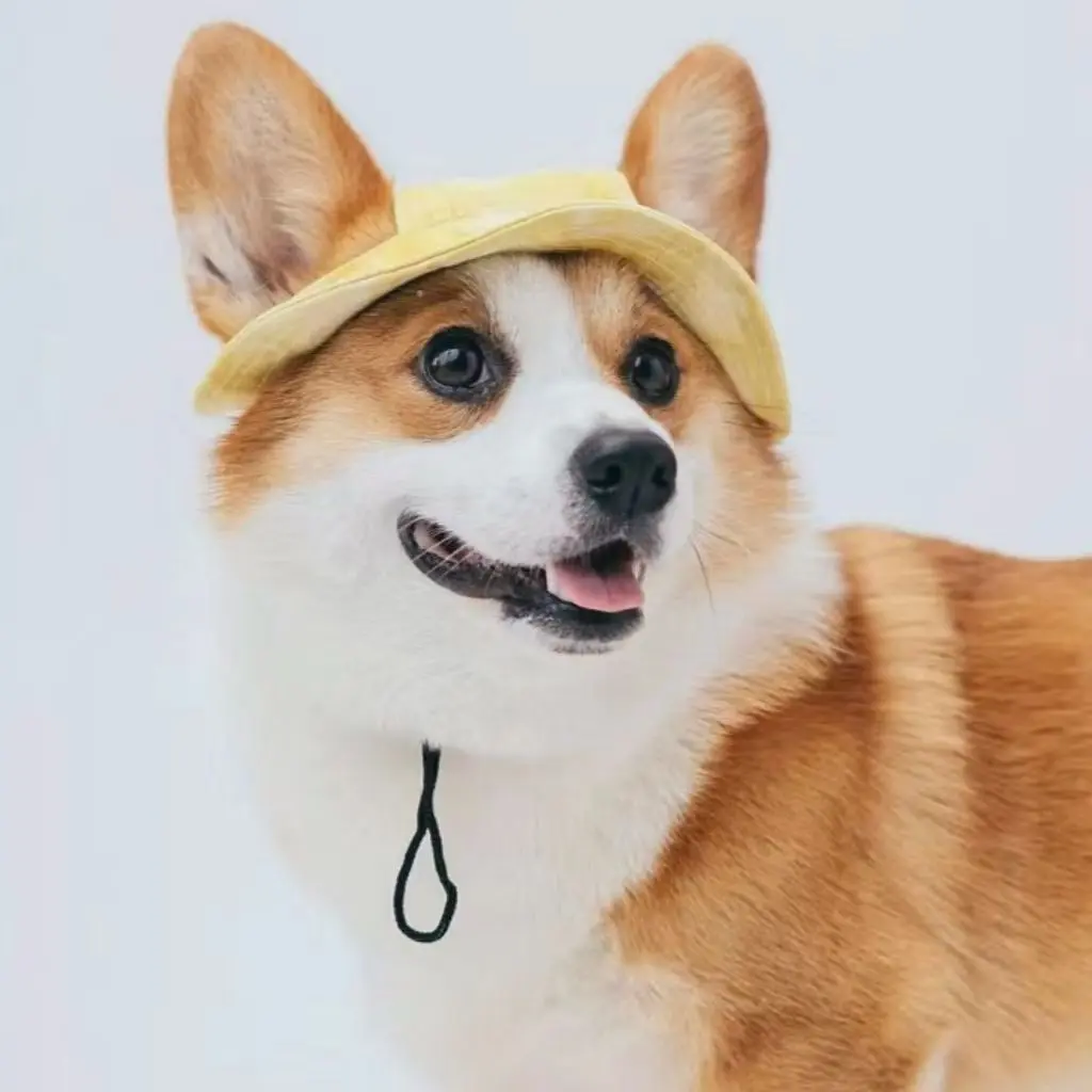 Mũ Cho Chó, Loại Mỏng, Chống Nắng, Thích Hợp Cho Chó Corgi Và Shiba Inu, Teddy, Cỡ Nhỏ Và Trung Bình, Đồ Trang Trí Đi Chơi Chụp Ảnh, Năm 2024