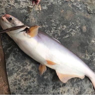 Hủ Bột Định Hương TN Trộn Mồi Câu Cá Tra Hồ 1
