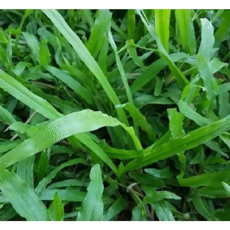 Hạt giống cỏ lá Gừng (cỏ lá Tre) - Gói 100 Hạt 1