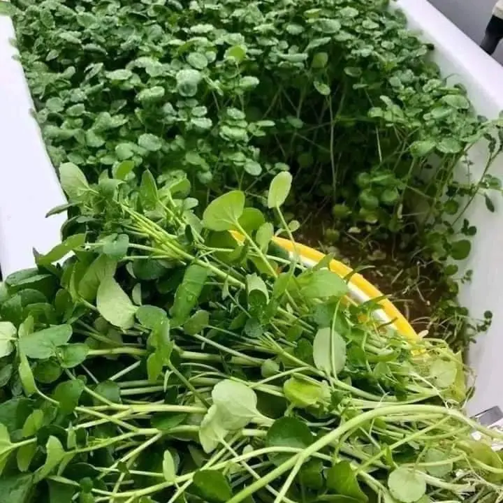 Hạt Giống Rau Cải Xoong ~ 500 hạt 4