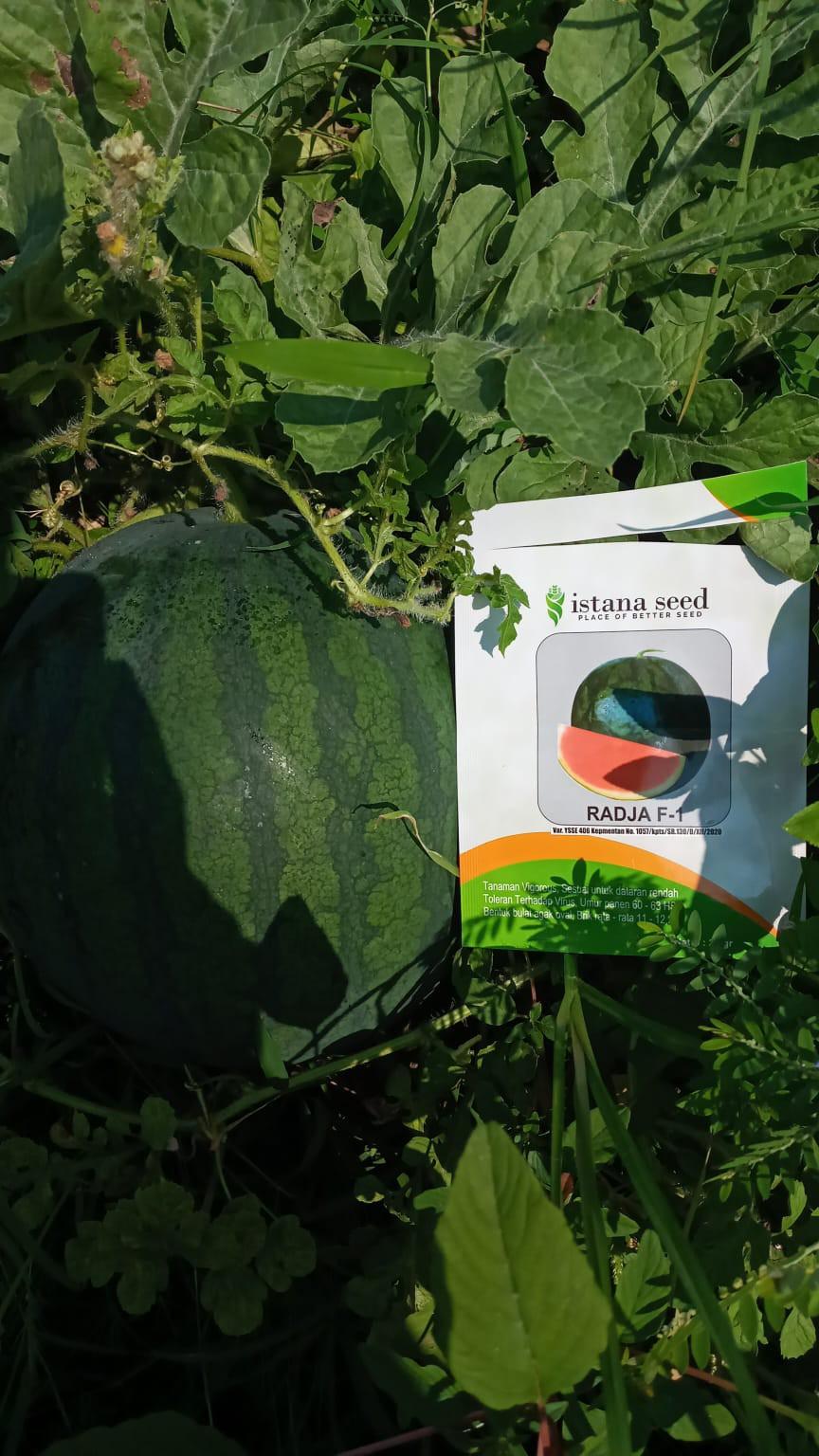 Benih Semangka Non Biji RADJA F1 - Bibit Semangka Non Biji Kualitas Tinggi Buah Besar Tahan Virus - 300+ Biji - ISTANA SEED Hijau Daun