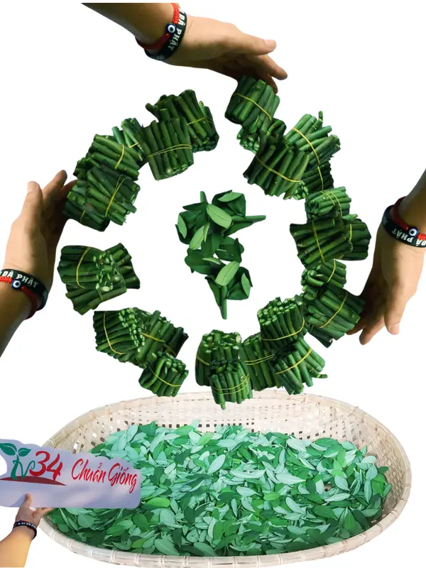 8 bầu cây CÂY THẠCH ANH (LÁ DẦY). Loại trưởng thành, trồng vườn, chậu, ban công, sân thượng, hữu cơ, dược tính cao, chuyên về U.N.G T.H. h.ọng và ức chế tế bào U.N.G T.H.U giống 8