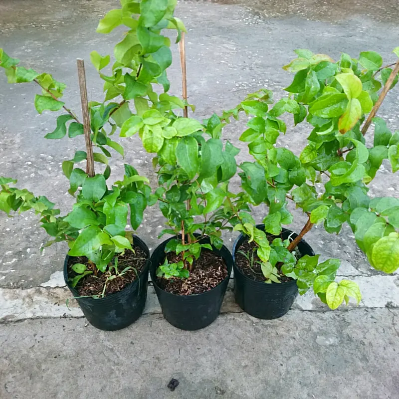 Cây Cherry Nam Mỹ - cherry Surinam - cây cherry Khía có quả sau 6 tháng phù hợp khí hậu 3 miền Việt Nam 1