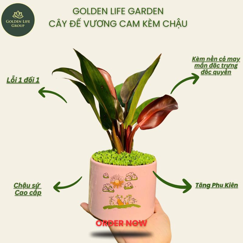  Đế Vương Cam chậu sứ cao cấp nền cỏ may mắn decor phòng - giao chậu ngẫu nhiên 