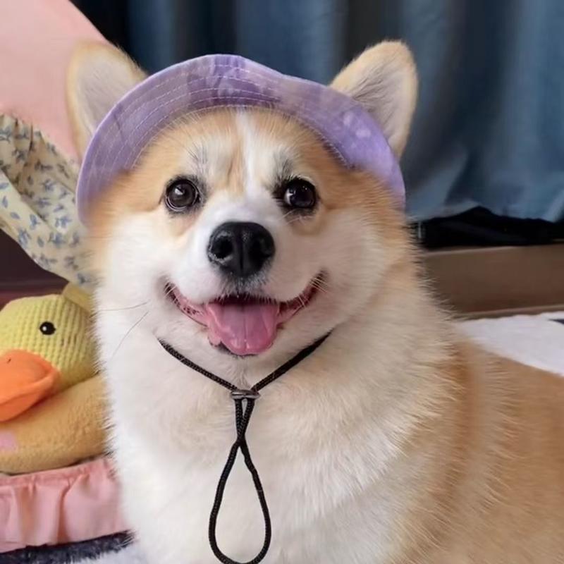 Product Introduction of Puppy Kitten Hat Corgi Cat Bucket Hat Dog Hat Thin Summer Sun Protection Summer Sun Shade Anti-Strangulation Ears 3
