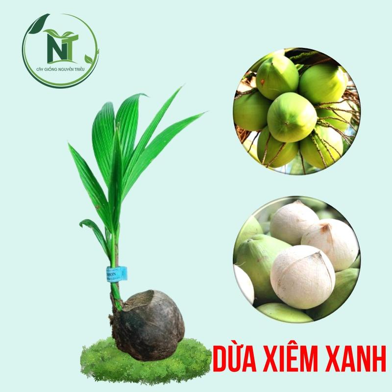 Cây Giống Dừa Xiêm Xanh Lùn Cho Trái Nhanh Không Kén Đất Dừa Lùn