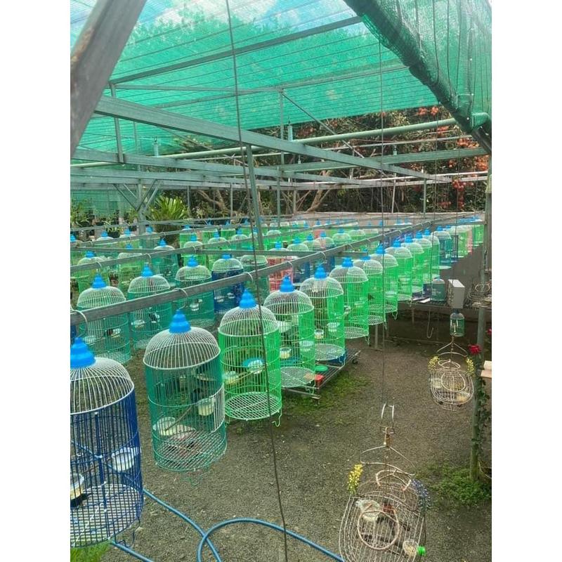  Lồng chim hút mật lồng nhúng nhựa lồng chim khuyên 22x40cm 