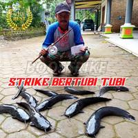 Gambar Essen Galatama Lele Media Kepala Ayam Aroma Dominan Amis Gurih dari Boostrike Kota Tasikmalaya 3 Tokopedia