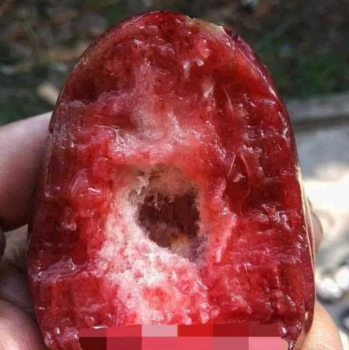 CÂY GIỐNG MẬN INĐO TRÁI TO ĂN GIÒN NGỌT ĐẬM XỐP ĐẶC RUỘT COMBO 2 CÂY