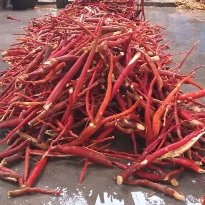 Trà thảo mộc sâm cau đỏ túi 1kg 4