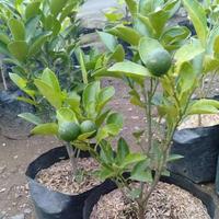 Gambar Pohon Jeruk Kasturi Super Unggul Terlaris Sudah Berbuah dari Bibit Suburr_NEW Kab. Kediri 3 Tokopedia