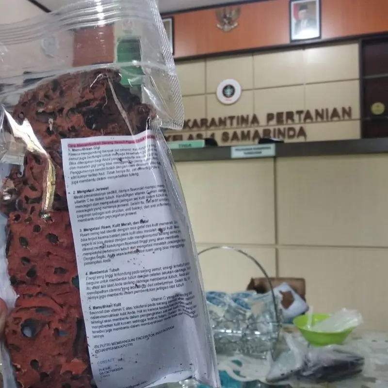 Sarang semut Papua Myrmecodya pendants 2