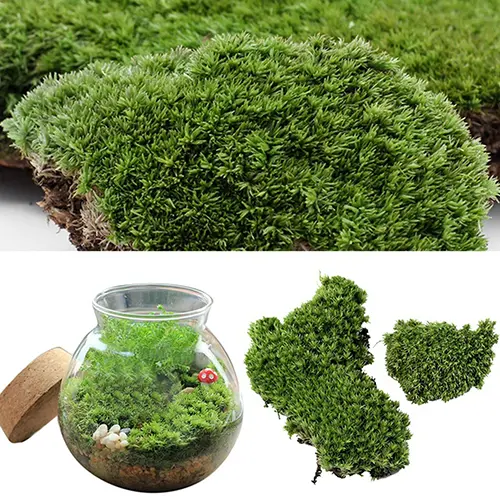 Yibao Home Party Decoration Artificial Green Grass Moss Plant Ornament Miniature