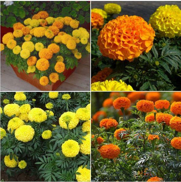 Hạt giống hoa vạn thọ mỹ nhiều màu - gói 20 Hạt