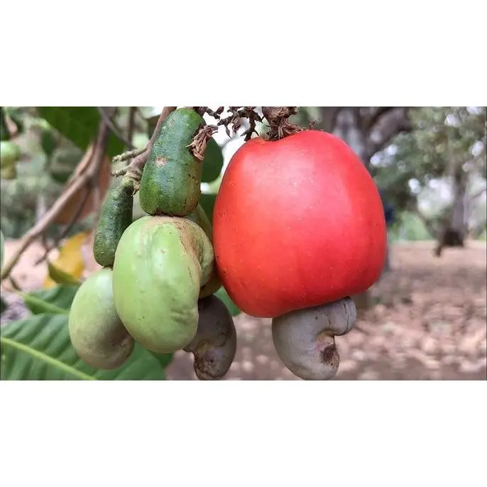 CÂY GIỐNG ĐIỀU ĐỎ ( cây siêu sớm)