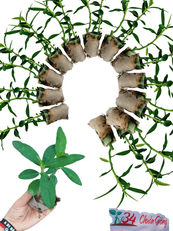 8 bầu cây CÂY THẠCH ANH (LÁ DẦY). Loại trưởng thành, trồng vườn, chậu, ban công, sân thượng, hữu cơ, dược tính cao, chuyên về U.N.G T.H. h.ọng và ức chế tế bào U.N.G T.H.U giống 1