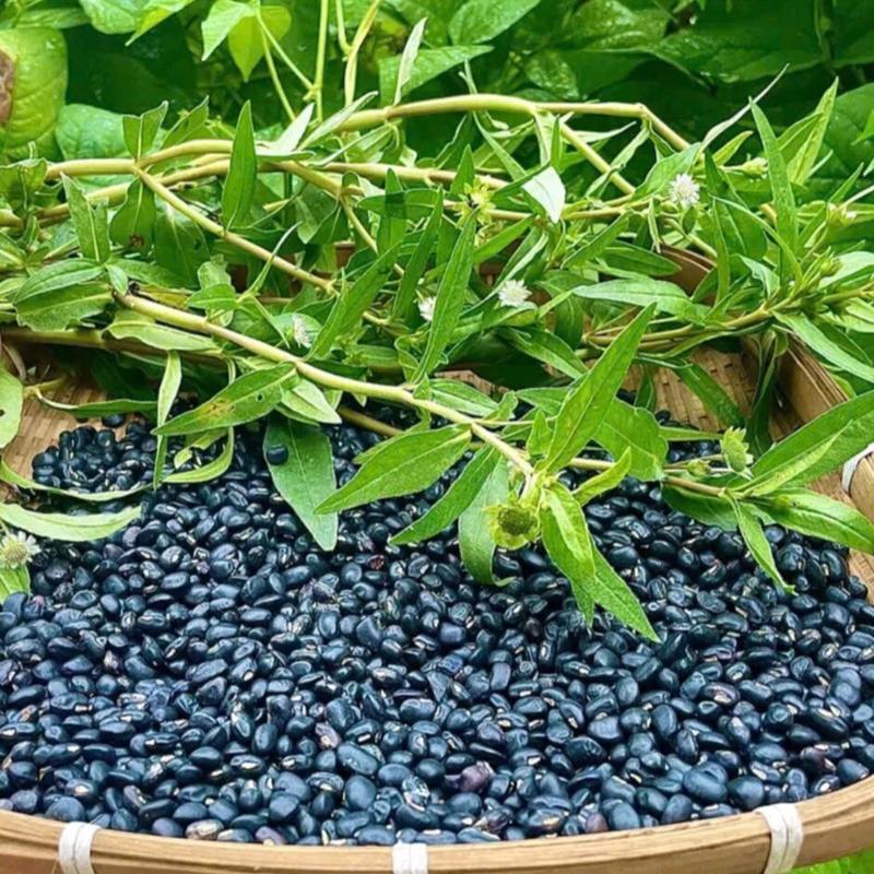 Trà Cỏ Mực Đậu Đen Xanh Lòng hỗ trợ bổ thận ,mát gan,thanh nhiệt  Tea Chè Nước Trà Thanh Nhiệt dưỡng trà  thảo (mua 2 tặng 1 bình) duong nhan set quate 7 trarong bien túi 1