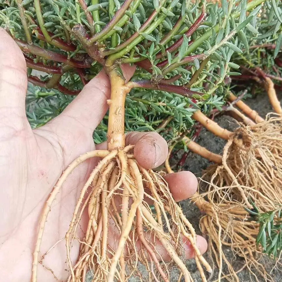 Hoa mười giờ trung thân gỗ mới bền nở đến chiều