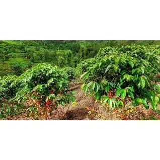 Cây Cà Phê ARABICA Giống ( sản phảm có bảo hành bao đổi trả)