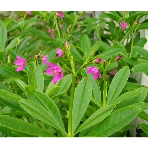 Bibit Benih Ginseng Jawa Talinum Paniculatum Som Jawa Varigata Tanaman Herbal  ( Isi 50 Biji ) 1
