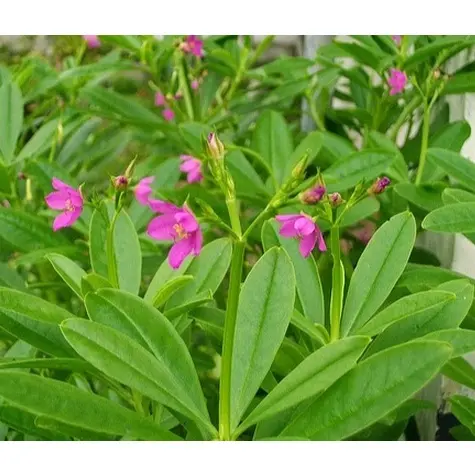 Bibit Benih Ginseng Jawa Talinum Paniculatum Som Jawa Varigata Tanaman Herbal  ( Isi 50 Biji ) 1