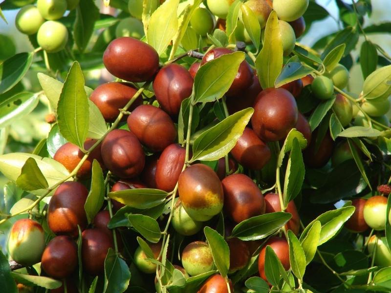 Táo đỏ Tân Cương sấy khô Let's Nuts túi 1kg 5