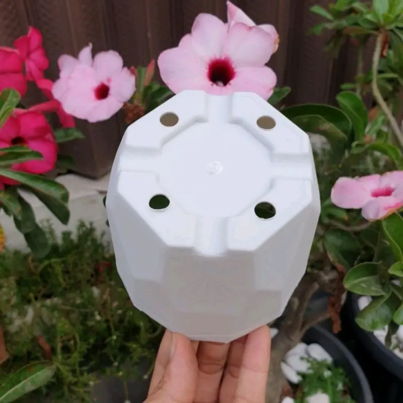 (1pcs) Pot Permata Putih 8 cm Pot Bunga Kaktus Sukulen Pot Mini 8 cm 2