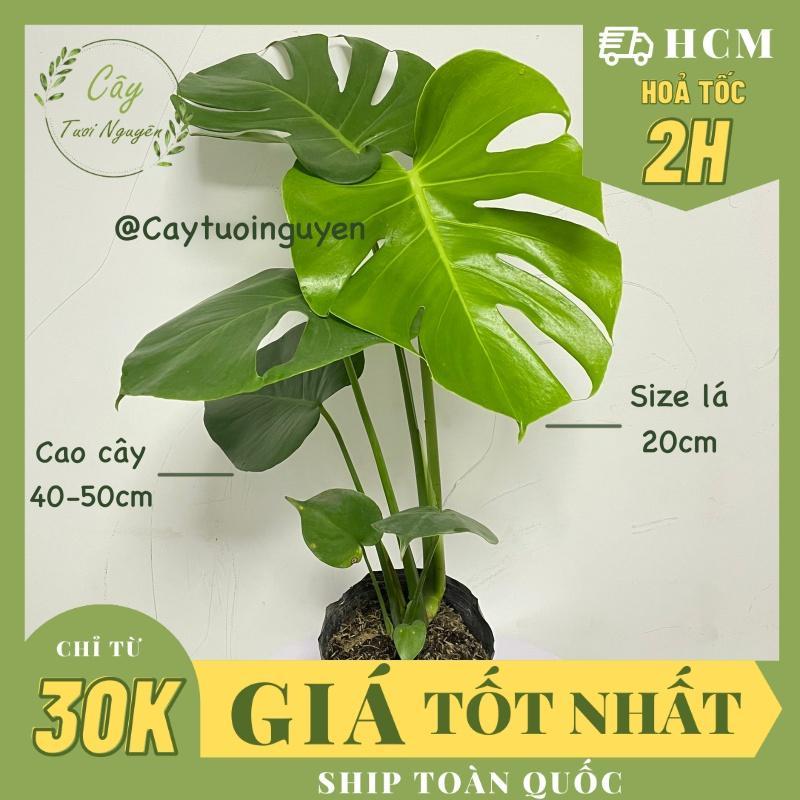 CÂY TRẦU BÀ LÁ XẺ NAM MỸ (MONSTERA) 3 Size ,(cao 40-50cm), phong thuỷ, cây decor GIÁ RẺ, lọc không khí, Cây Tươi Nguyên.