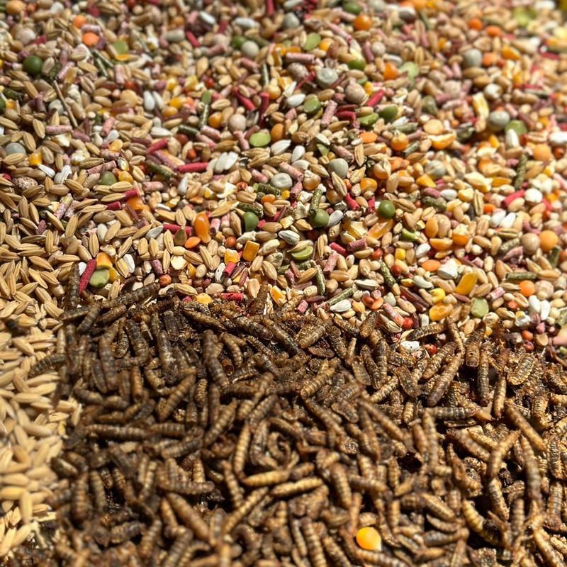 Ngũ Cốc Trộn Mồi Khô Sâu Sấy 5kg - Bổ sung dinh dưỡng cho Chiến Kê - Thức Ăn - Food